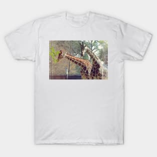 Giraffe T-Shirt